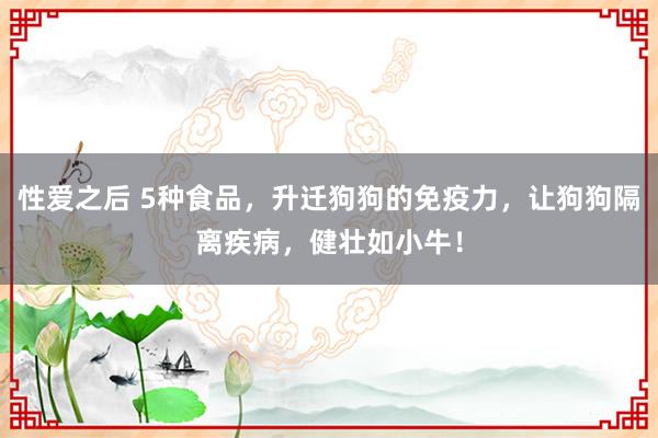 性爱之后 5种食品,升迁狗狗的免疫力,让狗狗隔离疾病,健壮如小牛!